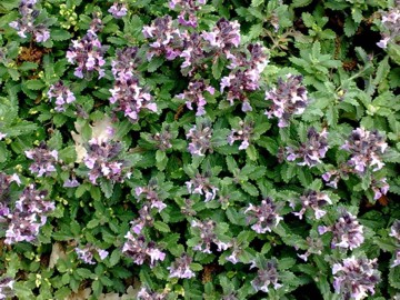 Una Lamiacea a cuscino - Teucrium chamaedrys